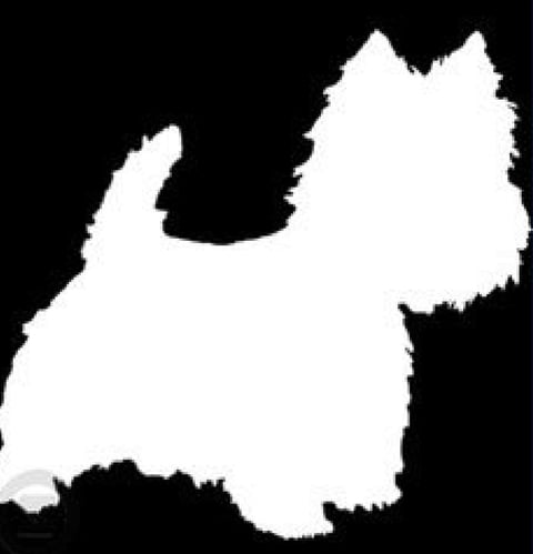 Westies Tasmania & Westie Rescue and Rehoming Tasm
