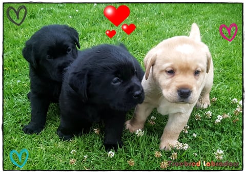 Black and yellow Labrador puppies by Truebred