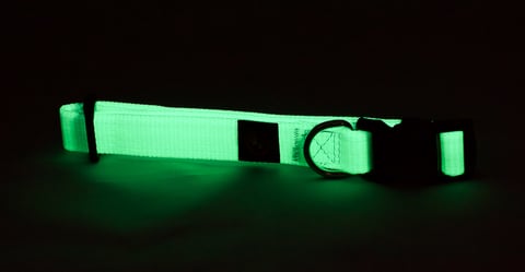 Medium collar glow at night