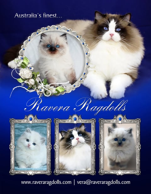 Ravera Ragdolls Australia