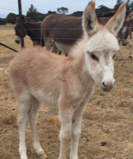 Joy Miniature Donkey Stud & Farm Stay - Sutton, NSW - Perfect Pets