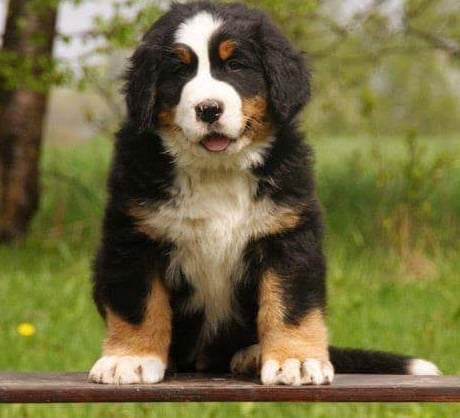 Polish Dream | Registered Bernese Mountain Dog Breeder, Brisbane, QLD ...