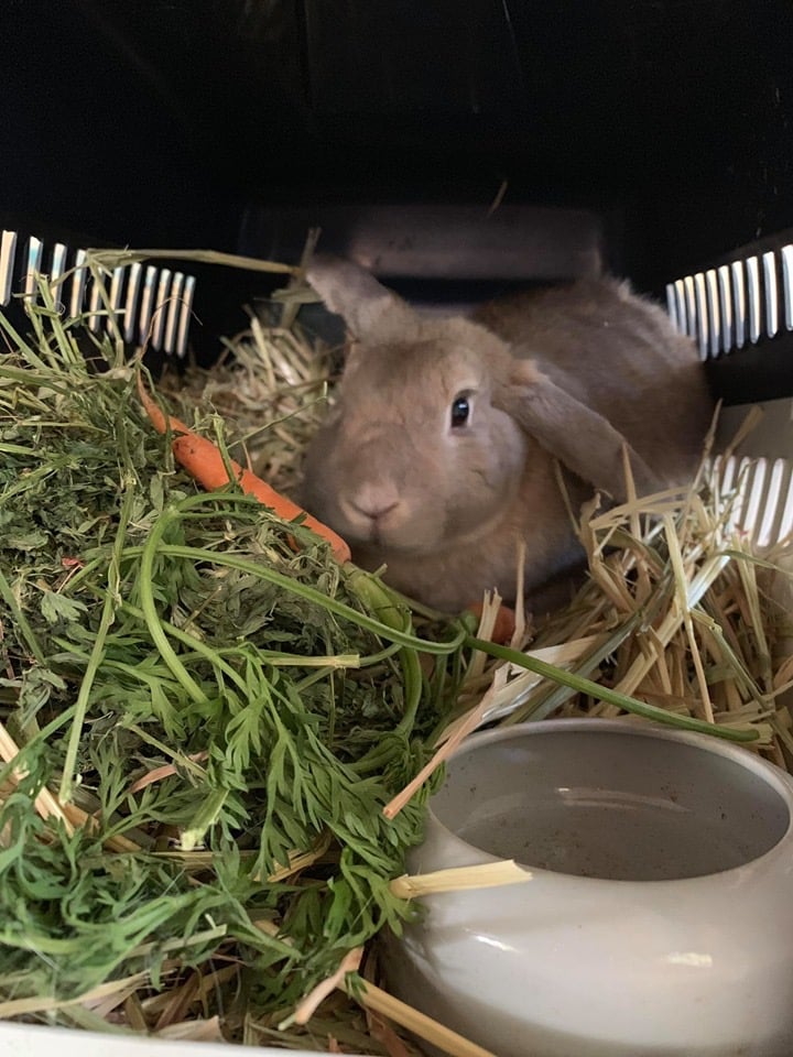 The Rabbit Sanctuary - Perfect Pets