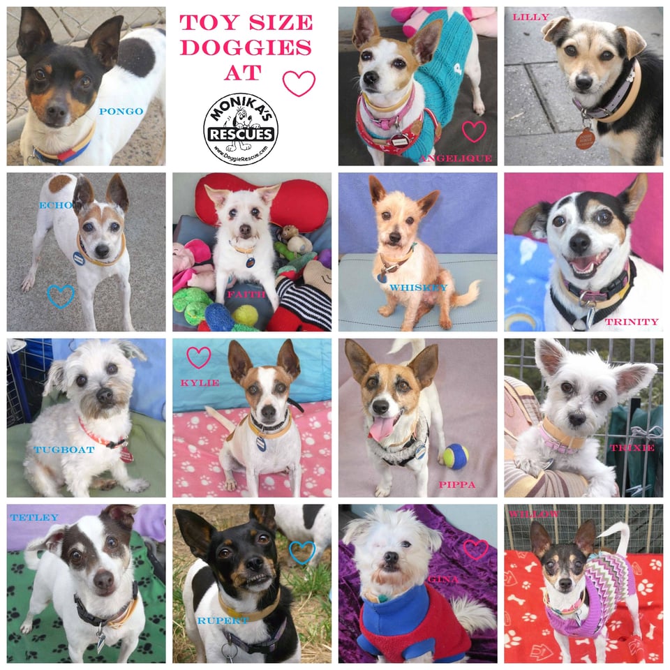 Pet Rescue & Welfare, Adoptions in Sydney, NSW