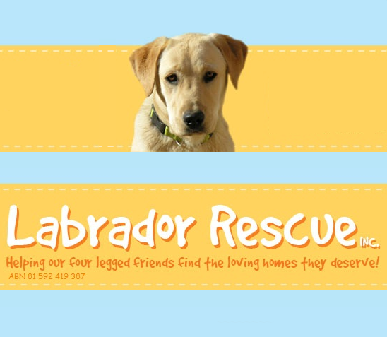 Labrador Rescue - Perfect Pets
