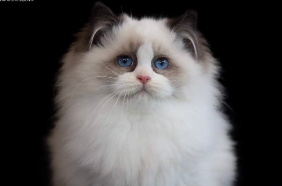 Vanitydoll Ragdolls - Ragdoll Cat Breeder - Melbourne, VIC - Perfect Pets