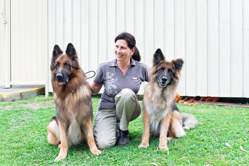 Qld Rescue Animal Welfare League Qld - Shelter and Rescue, Adoption - Perfect Pets