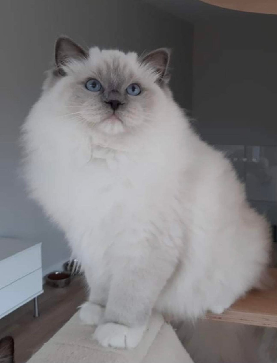 Nzuri - Registered Ragdoll Breeder - gawler SA - Perfect Pets