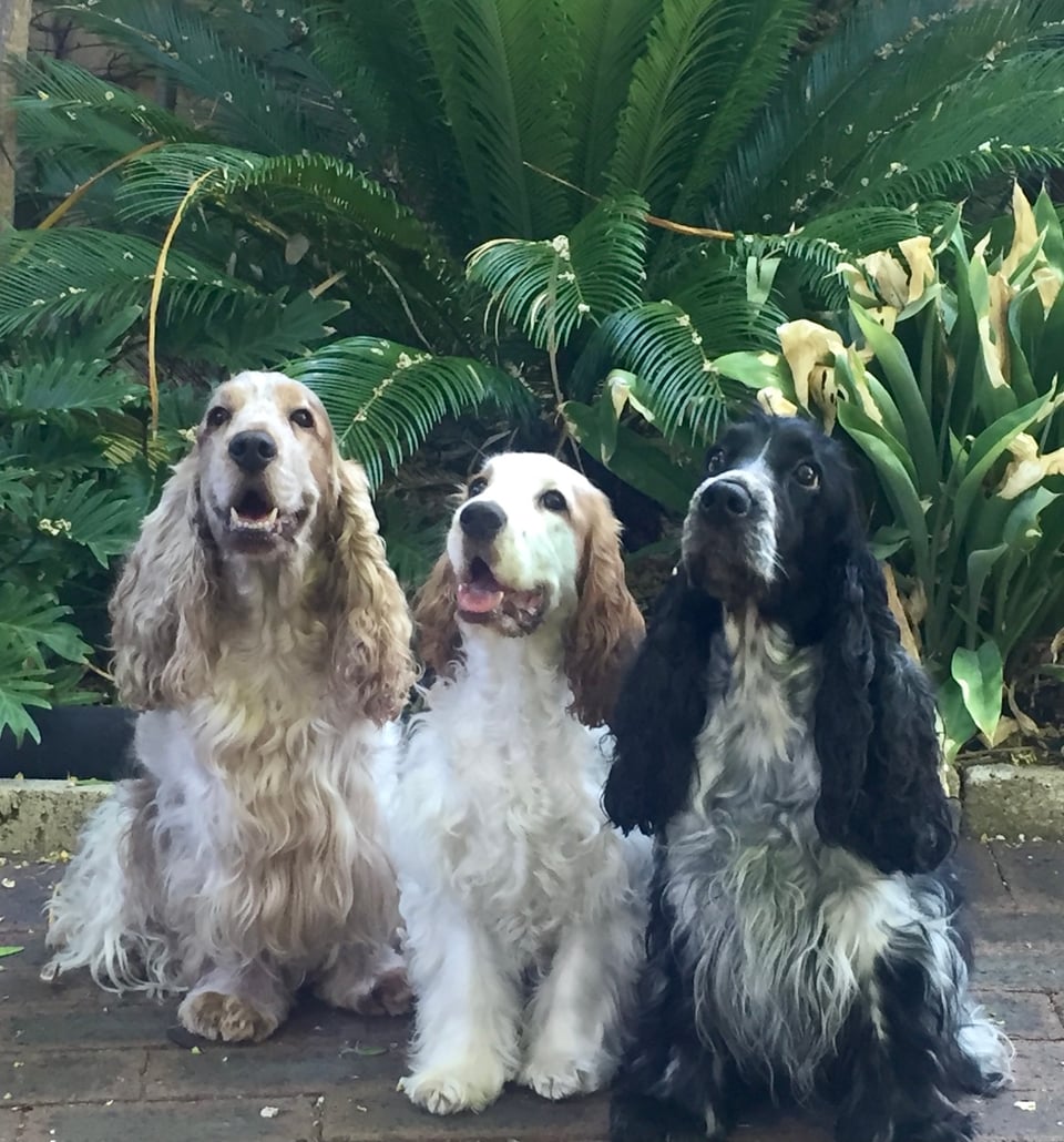 Cocker Spaniel Seattle KIRKMOOR COCKER SPANIELS - Perfect Pets