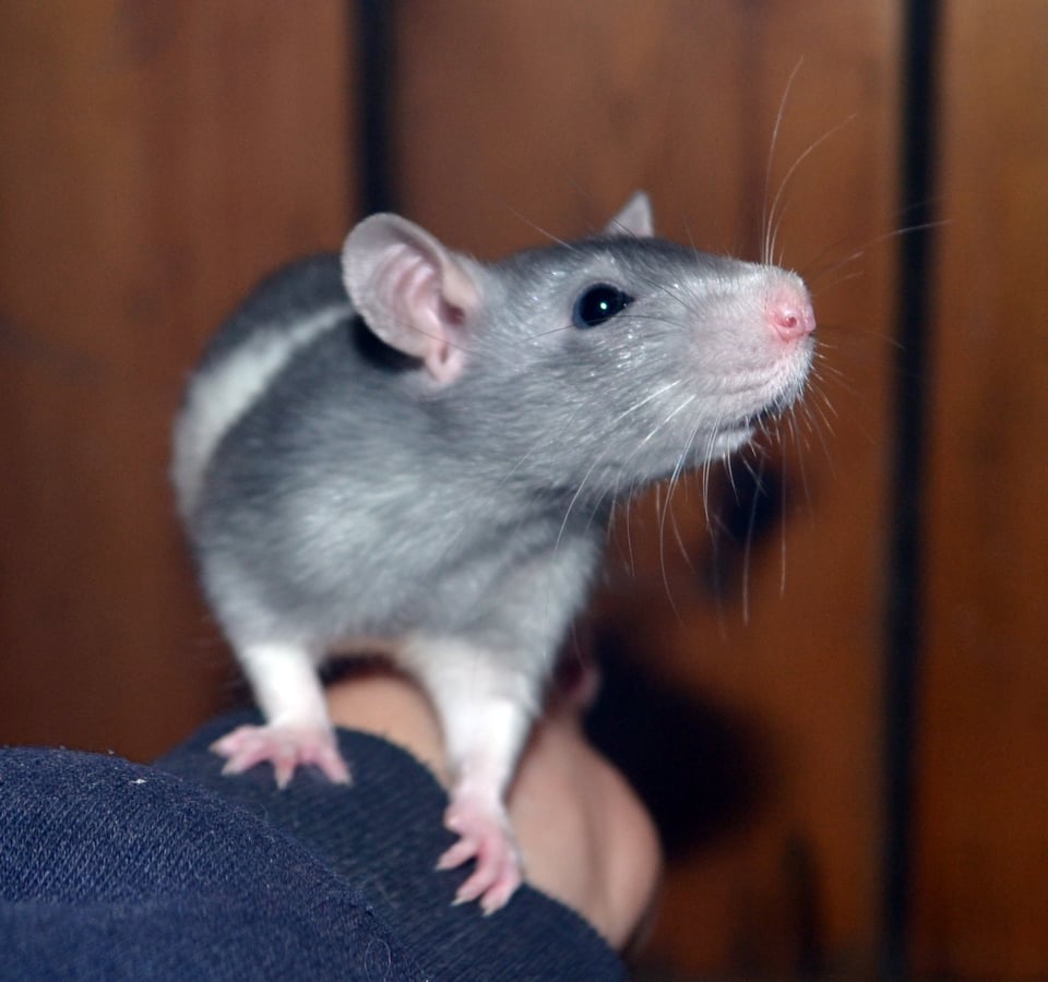 Lil Rose Rodentry - Rat Breeder, Mouse Breeder - Adelaide, South ...